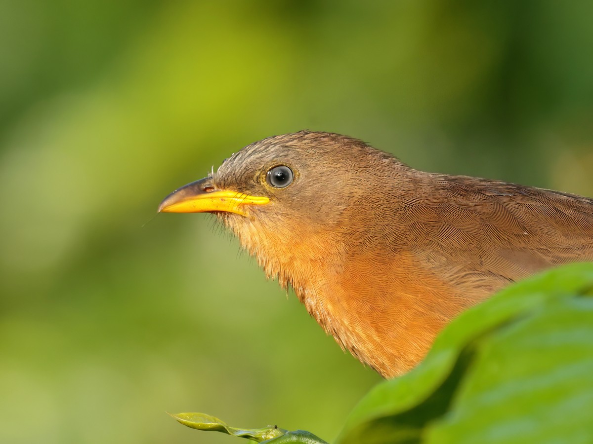 Rufous Babbler - ML628524541