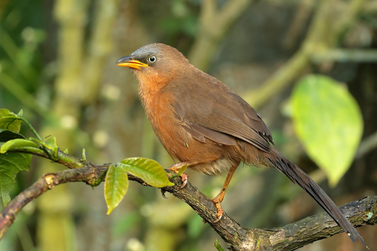 Rufous Babbler - ML628524542