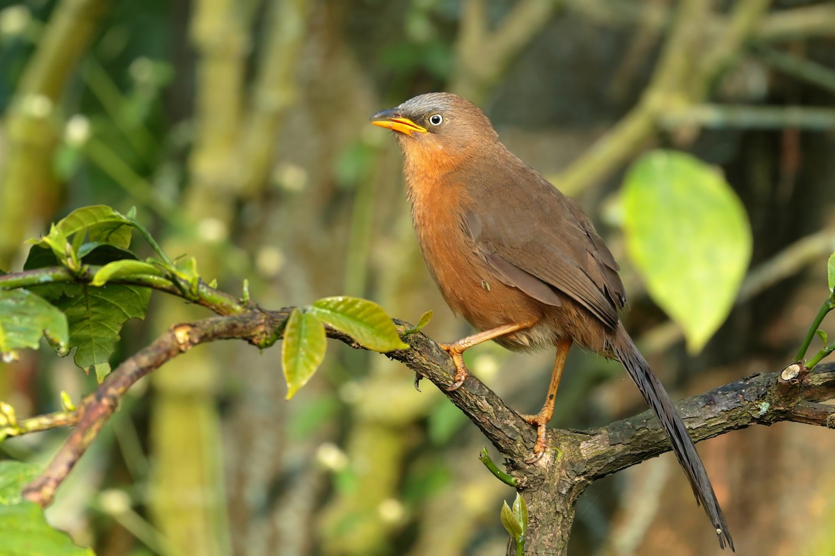 Rufous Babbler - ML628524545