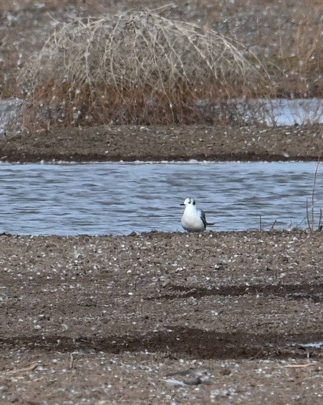 Bonaparte's Gull - ML628524935