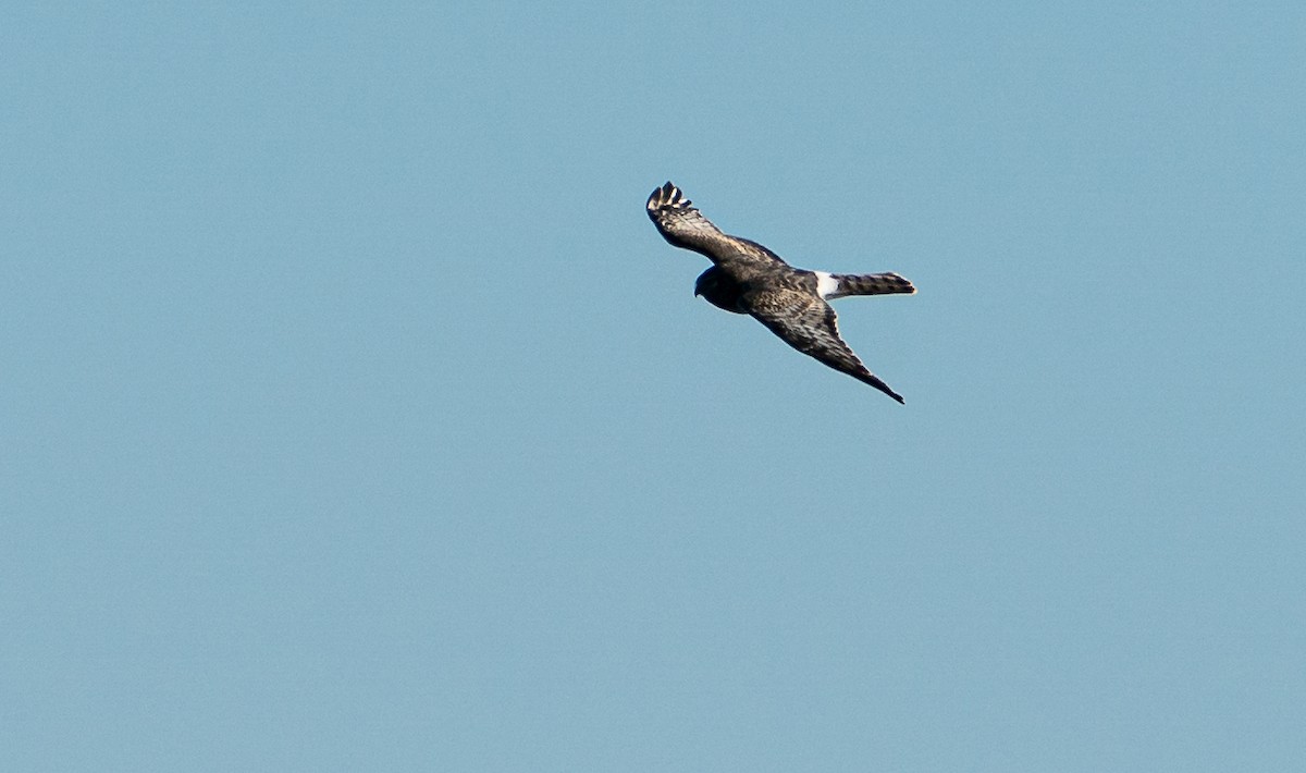 Northern Harrier - ML628525034