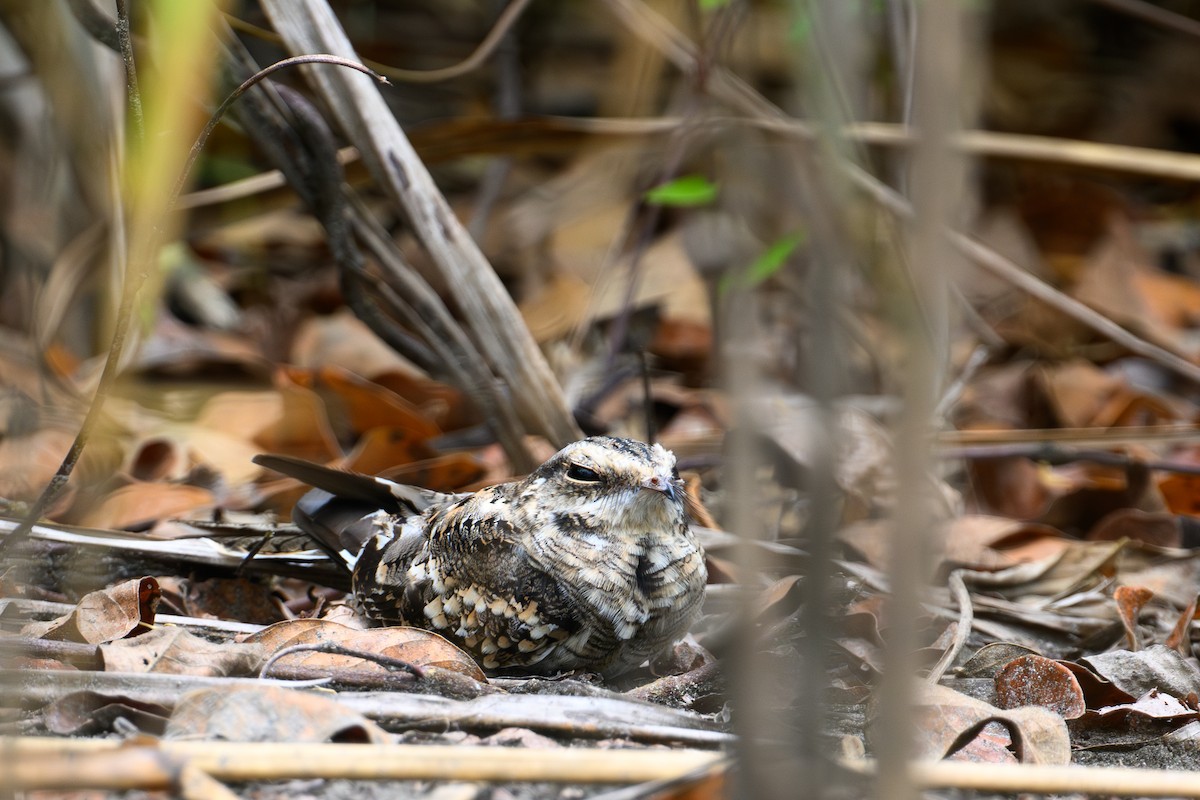 Ladder-tailed Nightjar - ML628525167