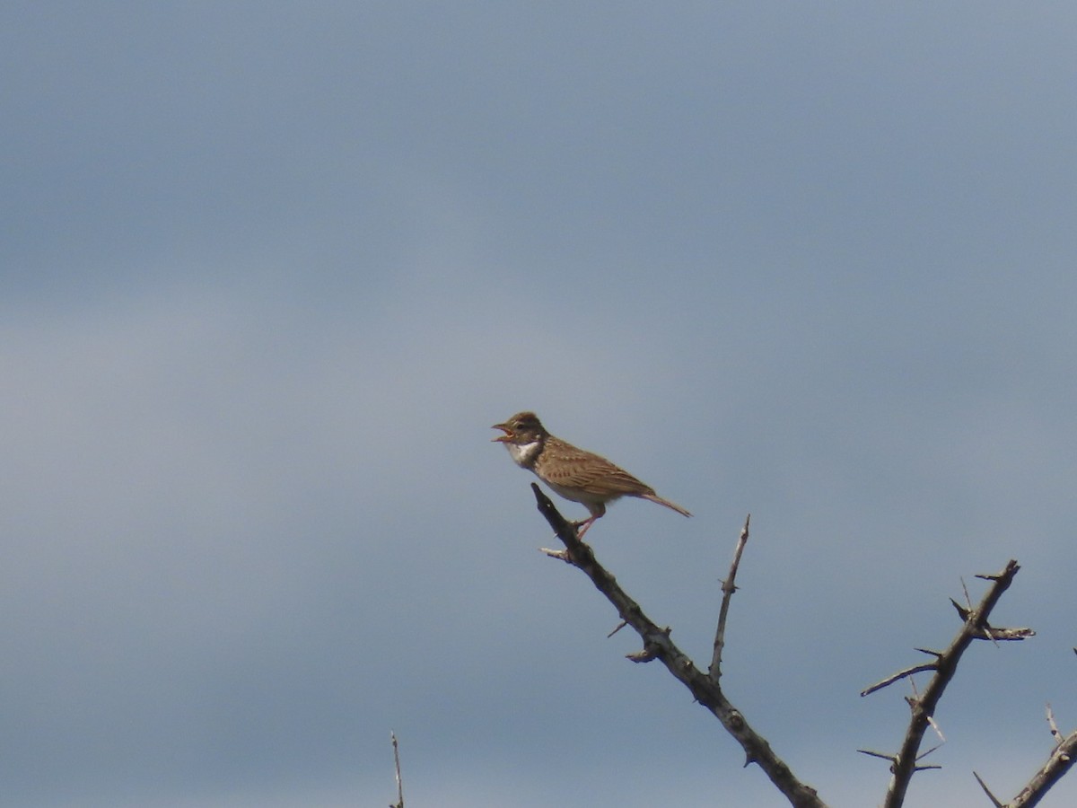 Monotonous Lark - ML628525272