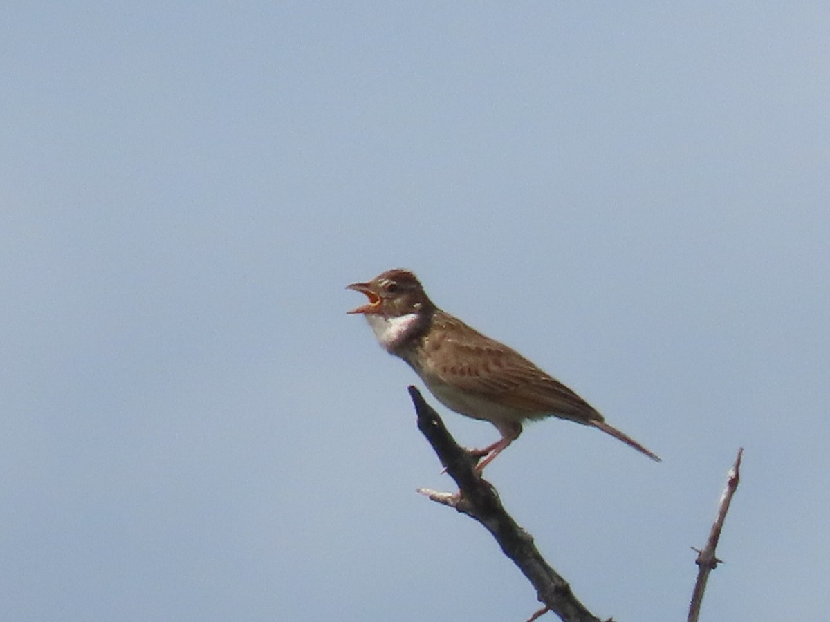 Monotonous Lark - ML628525273