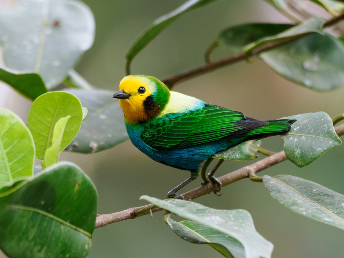 Multicolored Tanager - ML628525320