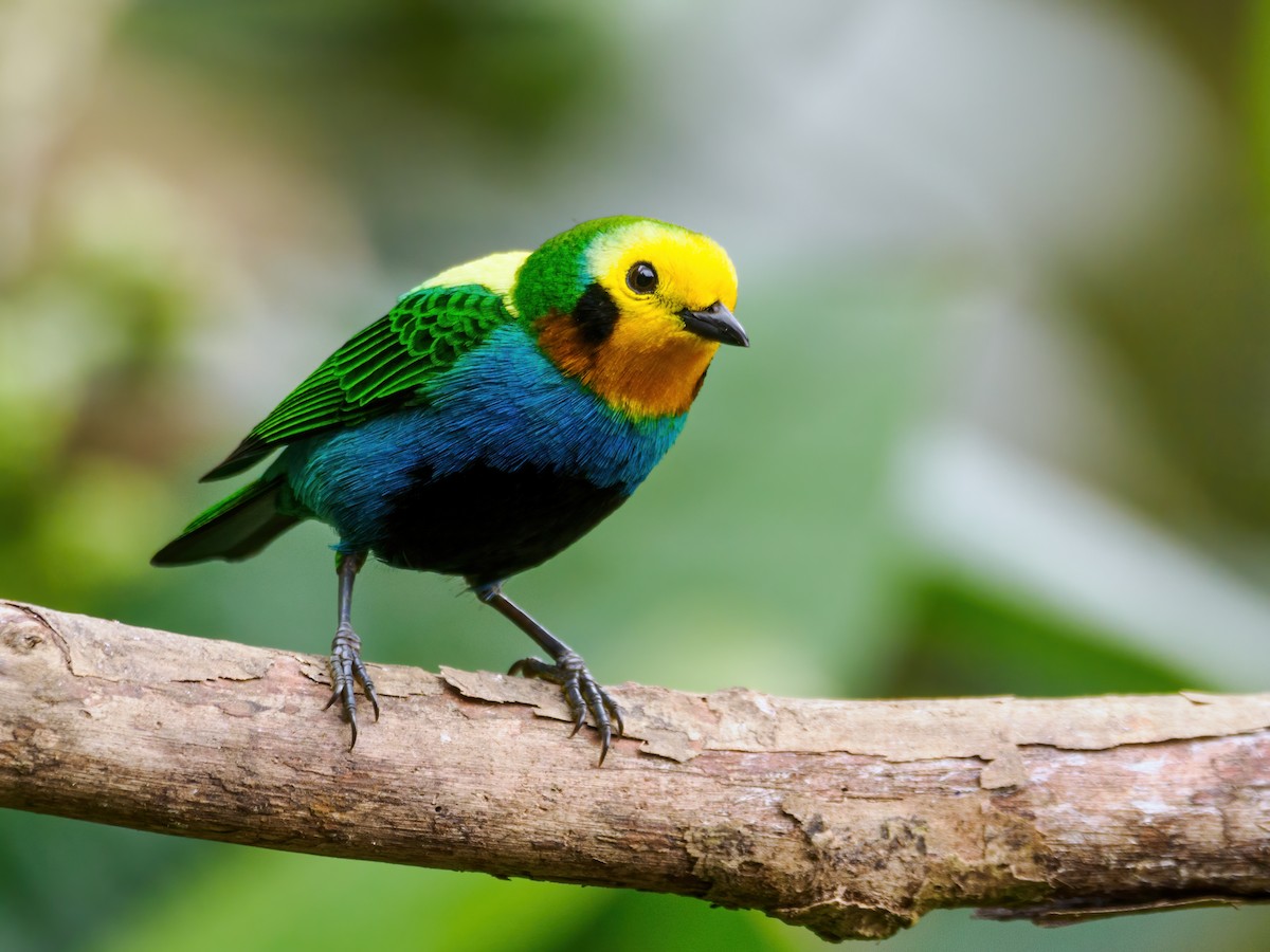 Multicolored Tanager - ML628525321