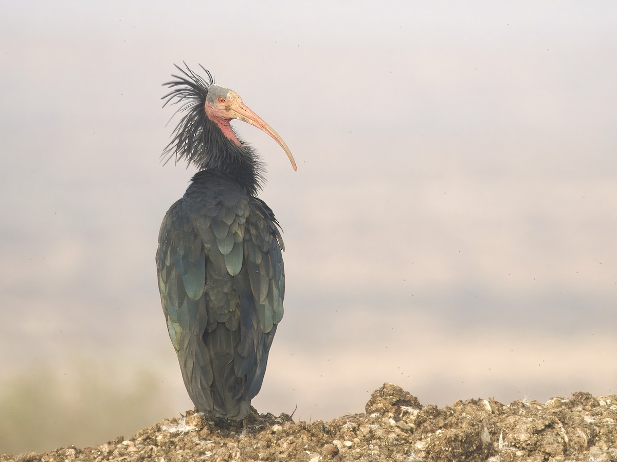 Northern Bald Ibis - ML628525579