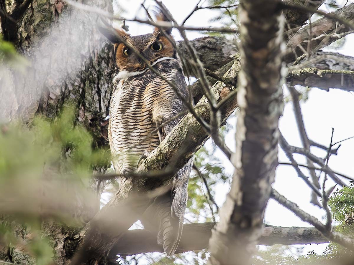 Great Horned Owl - ML628525607