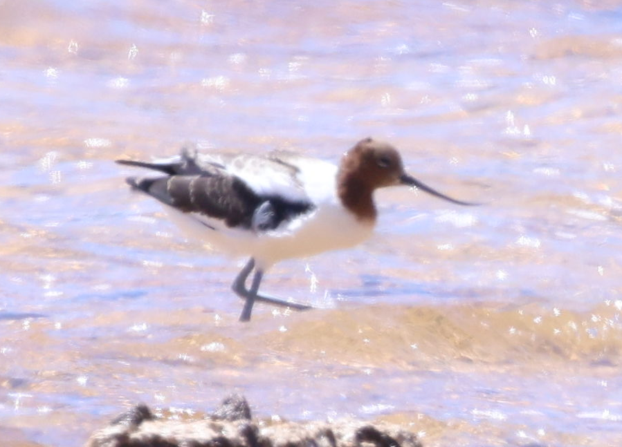 Red-necked Avocet - ML628525807