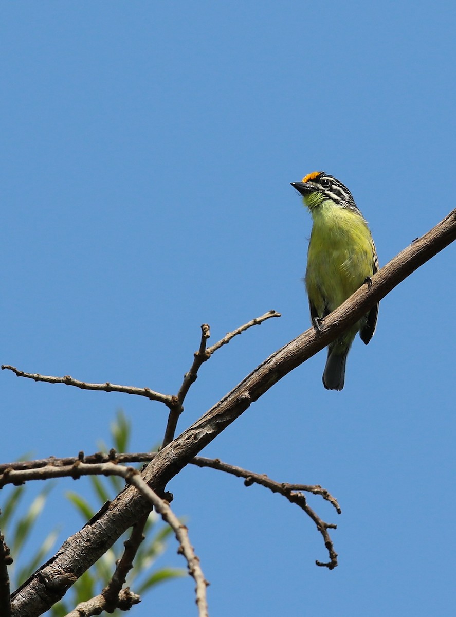 Yellow-fronted Tinkerbird - ML628526045