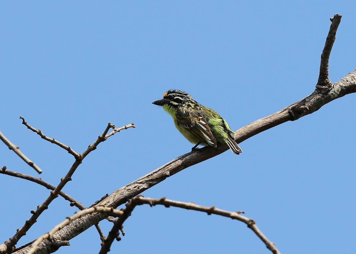 Yellow-fronted Tinkerbird - ML628526046