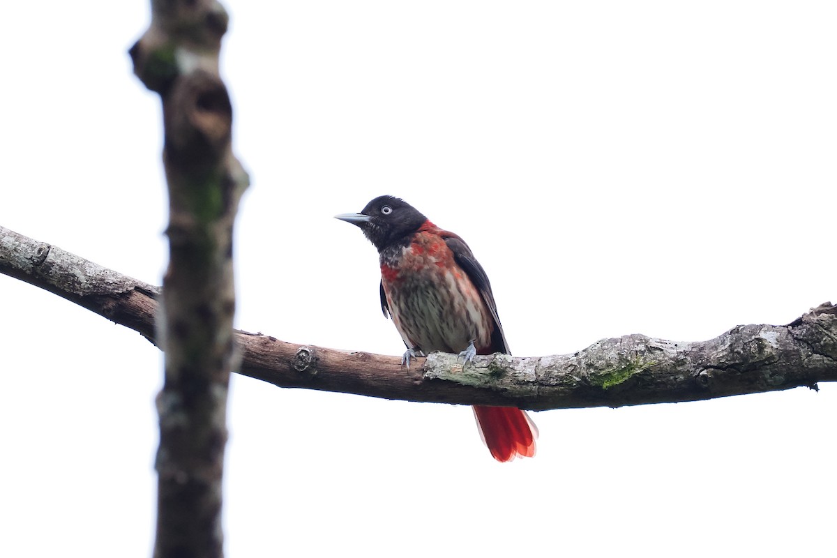 Maroon Oriole - ML628526068