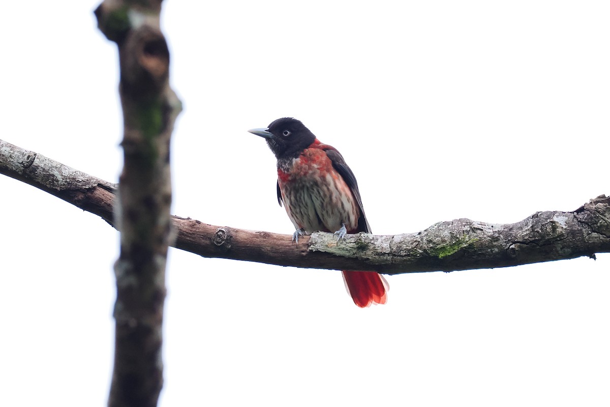 Maroon Oriole - ML628526069