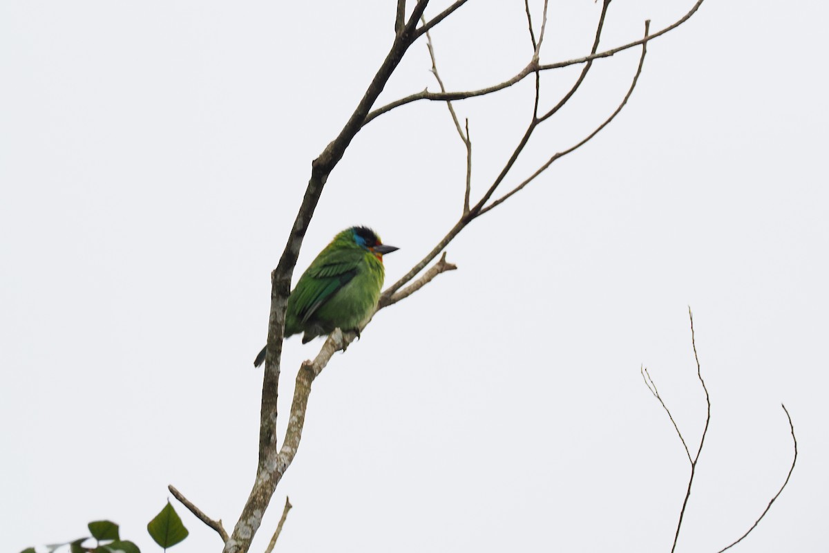 Taiwan Barbet - ML628526073