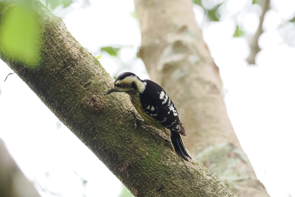 Gray-capped Pygmy Woodpecker - ML628526081