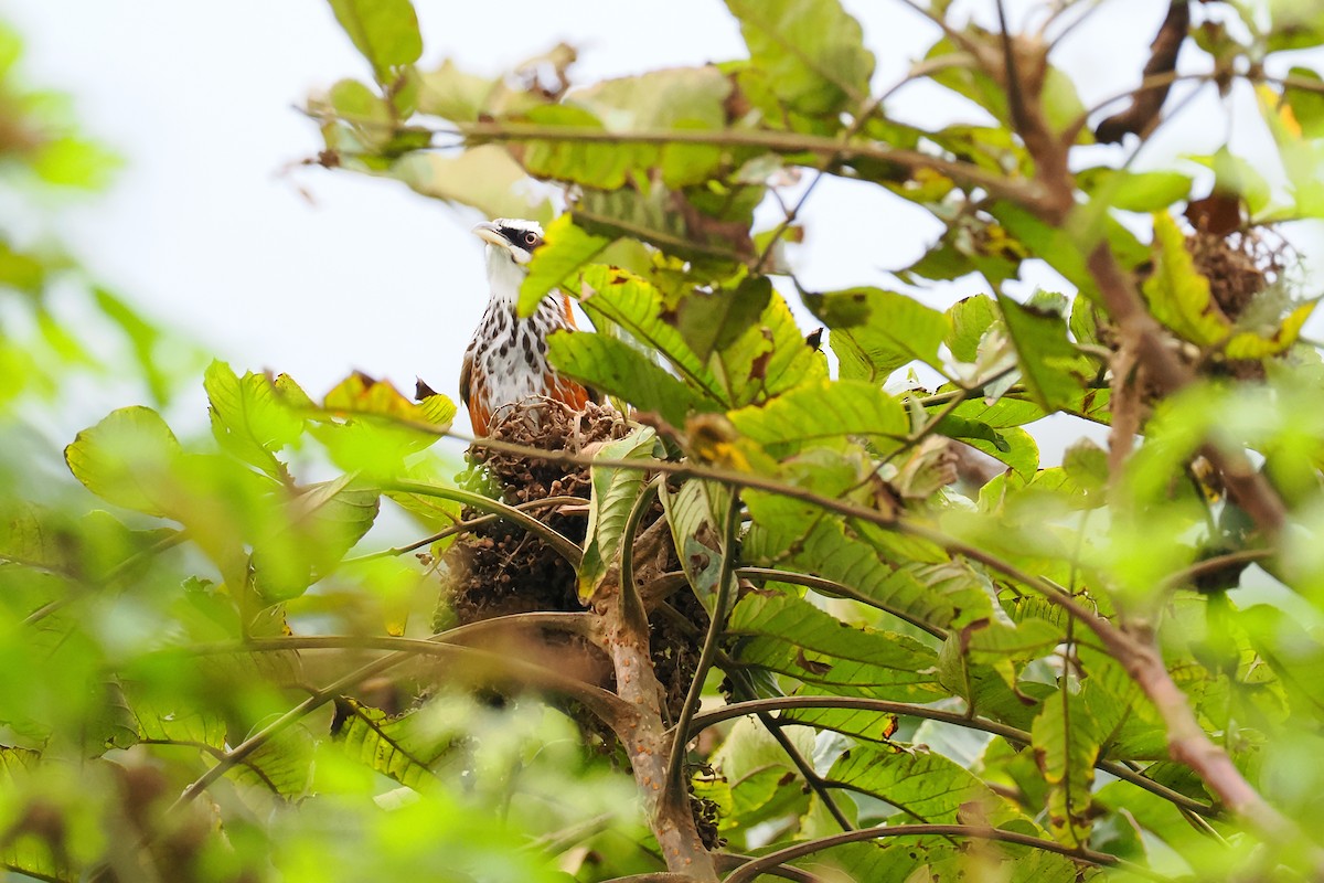 Taiwan Scimitar-Babbler - ML628526089