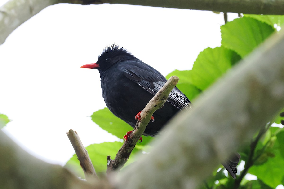 Black Bulbul - ML628526092