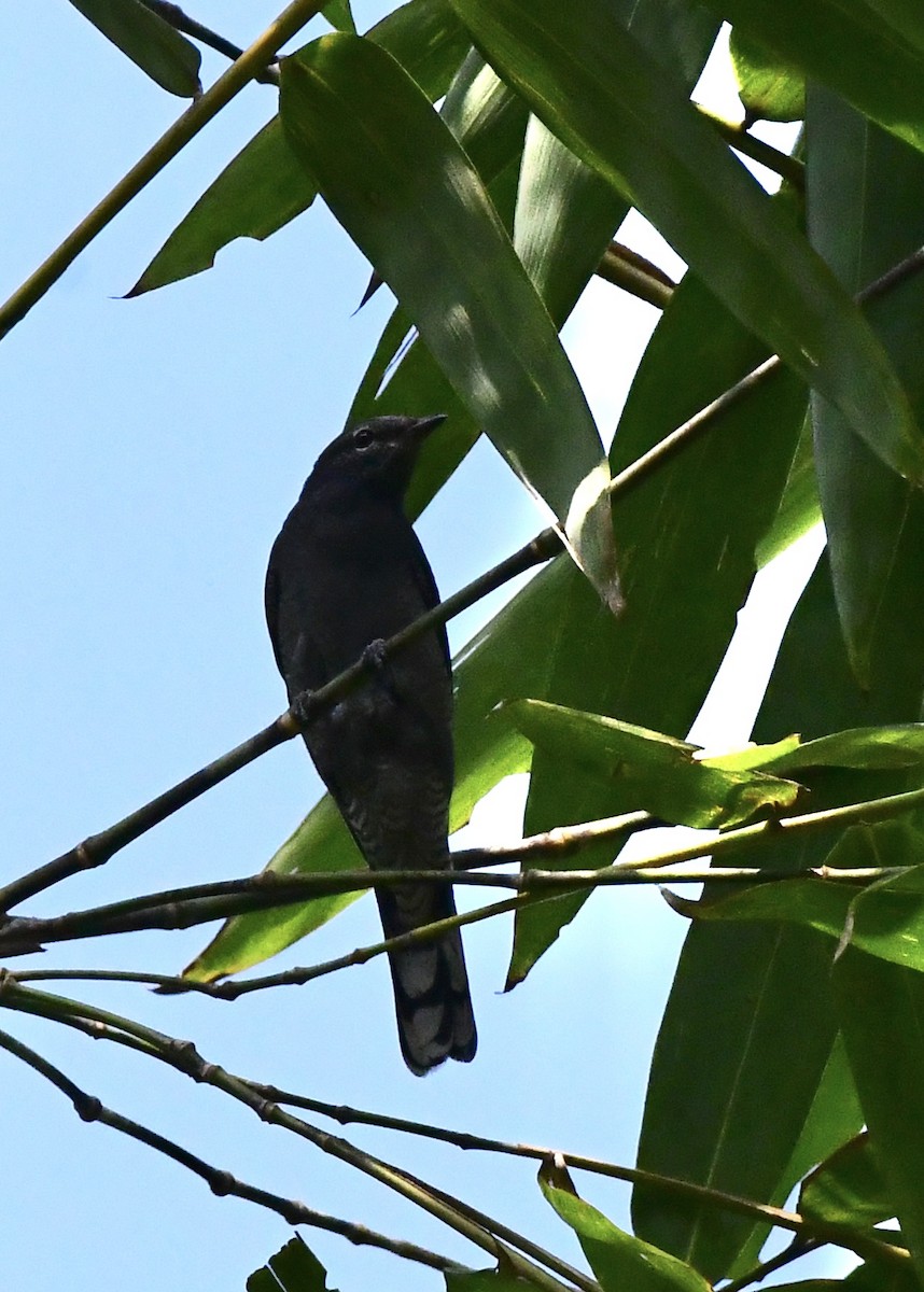 Black-winged Cuckooshrike - ML628526354