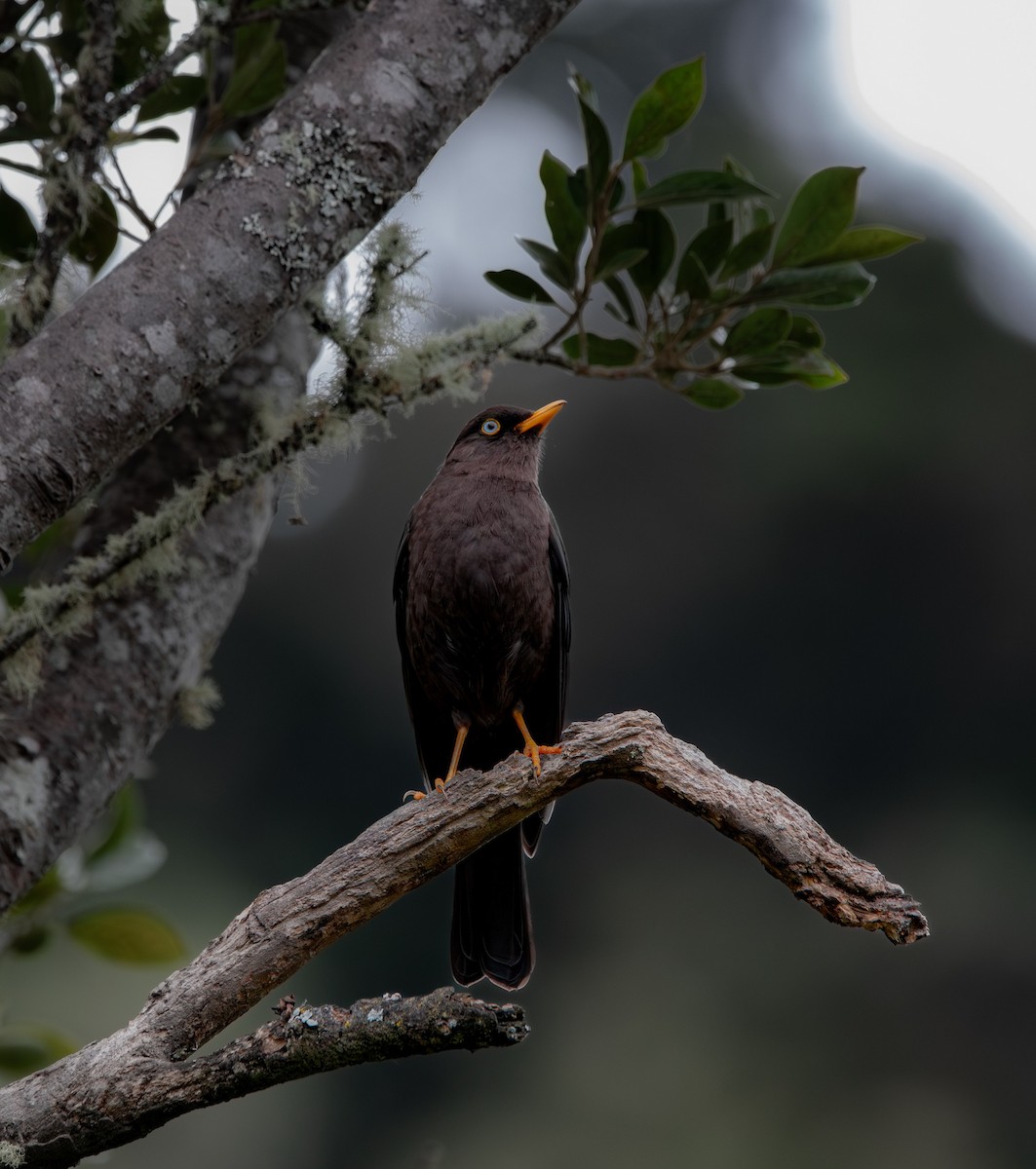 Sooty Thrush - ML628526376