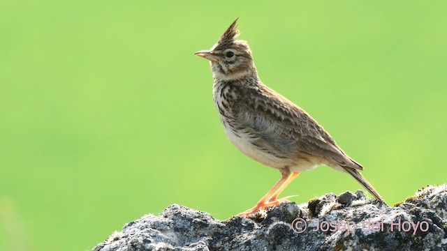 krattopplerke - ML628526566