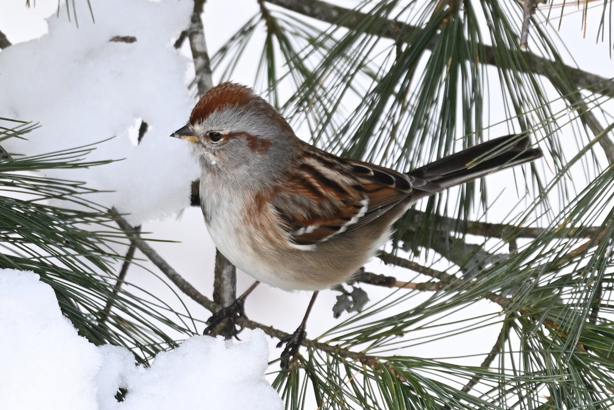 American Tree Sparrow - ML628526569
