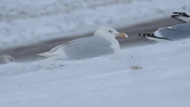 Glaucous Gull - ML628526617