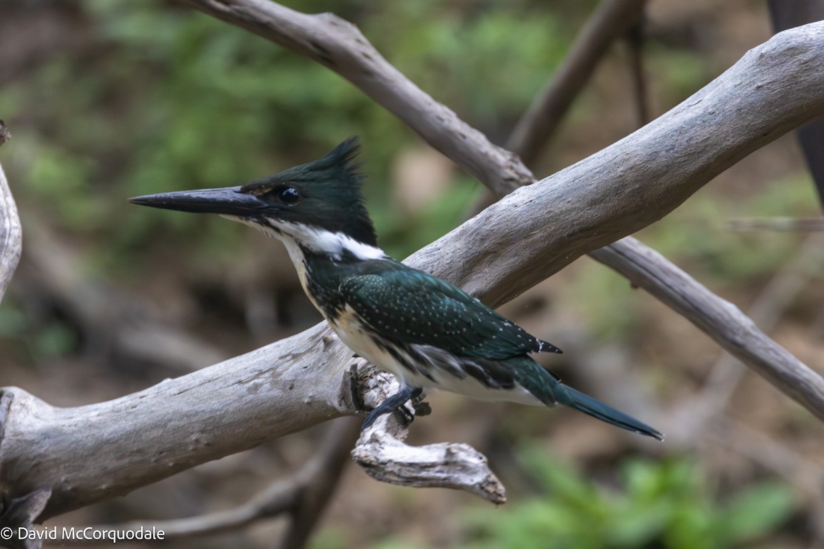 Amazon Kingfisher - ML628526661