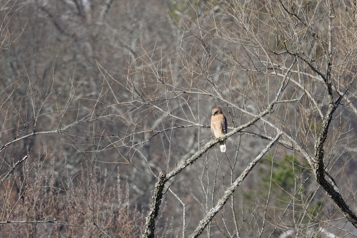 Red-shouldered Hawk - ML628526691