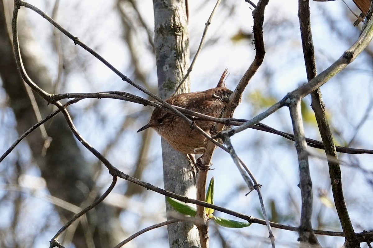 Winter Wren - ML628526730