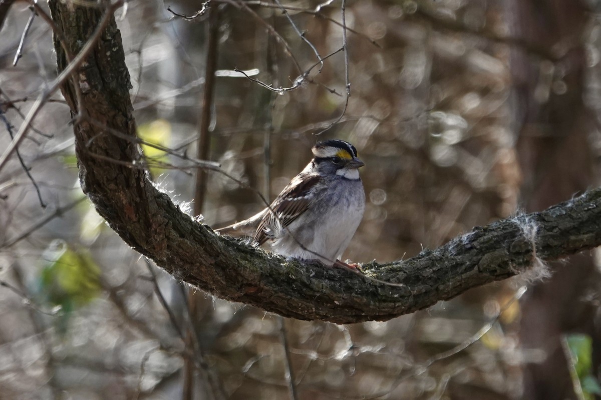 White-throated Sparrow - ML628526742