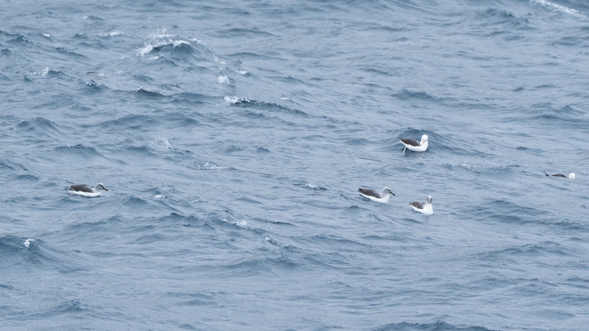 Gray-headed Albatross - ML628526745