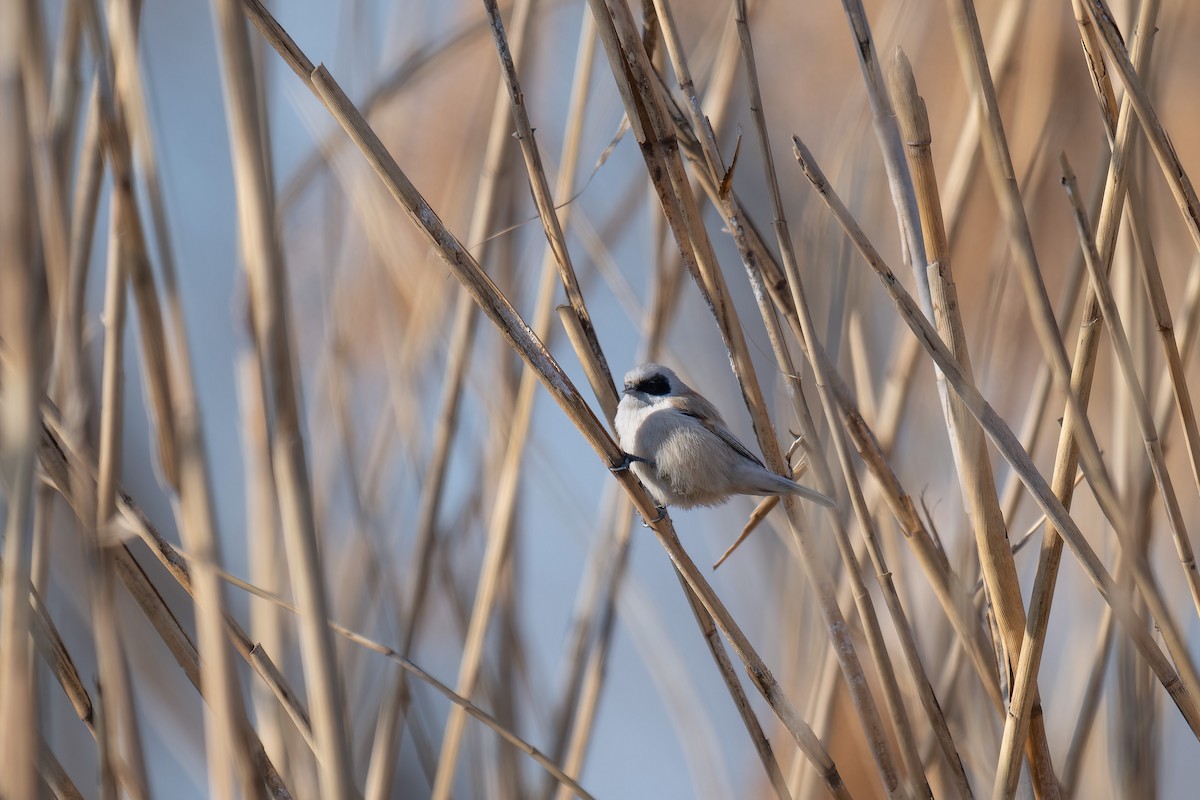 White-crowned Penduline-Tit - ML628526864