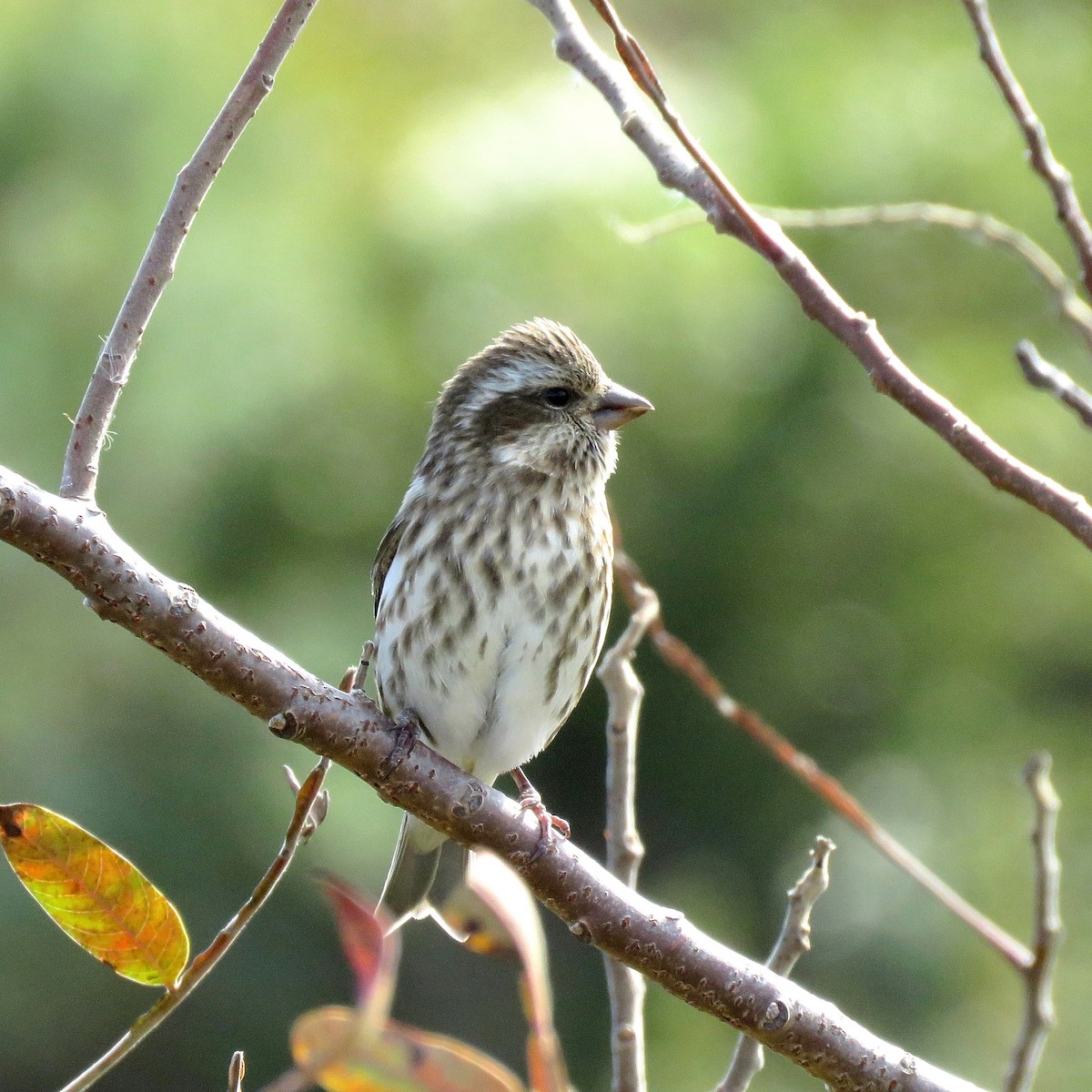 Purple Finch - ML628527102