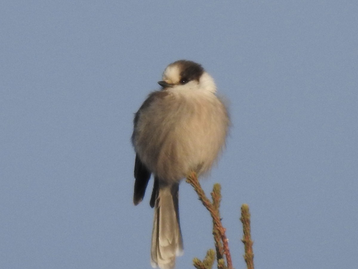 Canada Jay - ML628527282