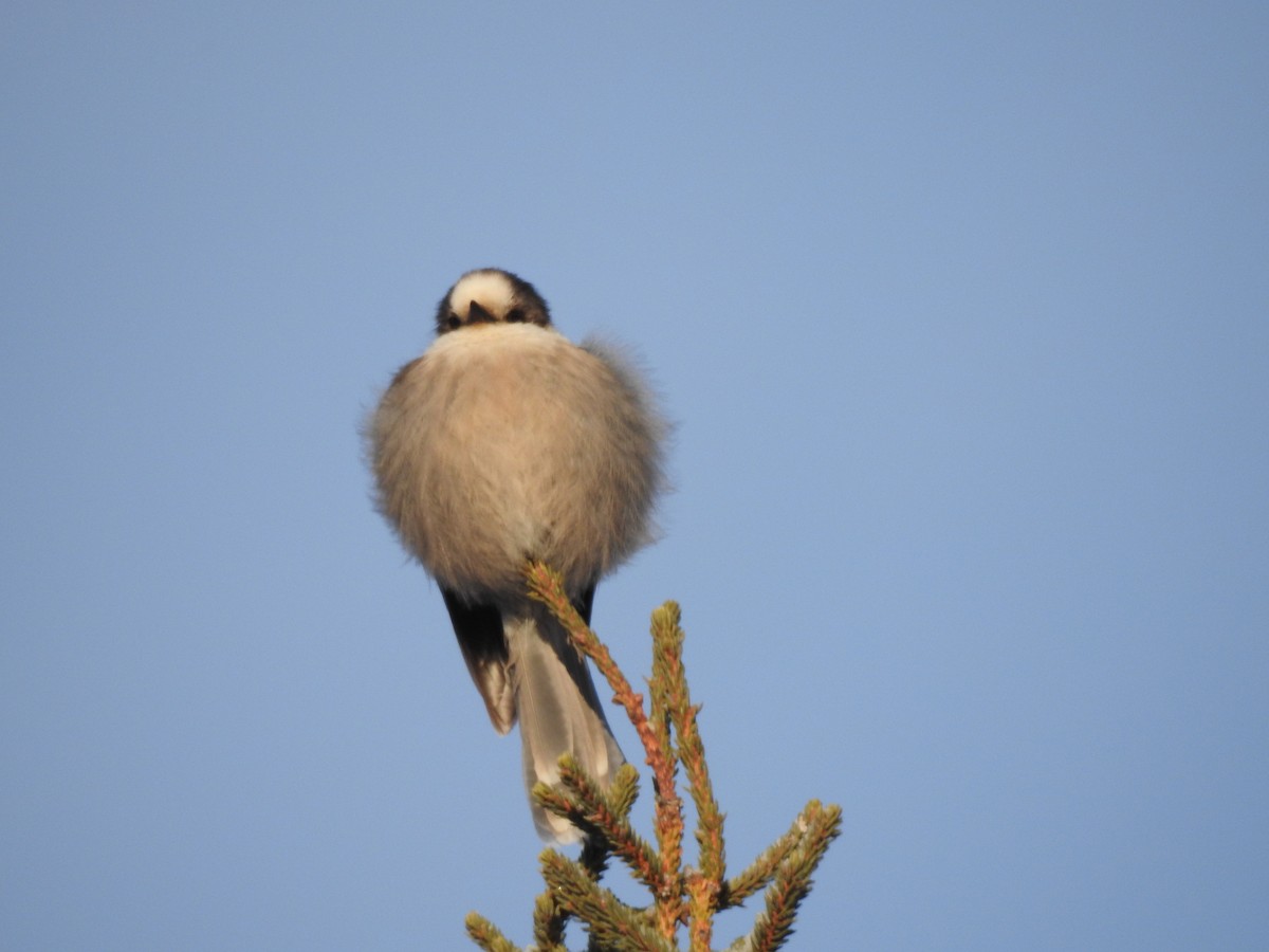Canada Jay - ML628527284