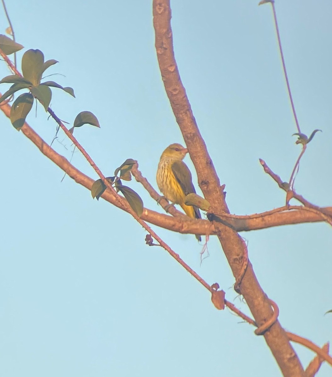 Indian Golden Oriole - ML628527329