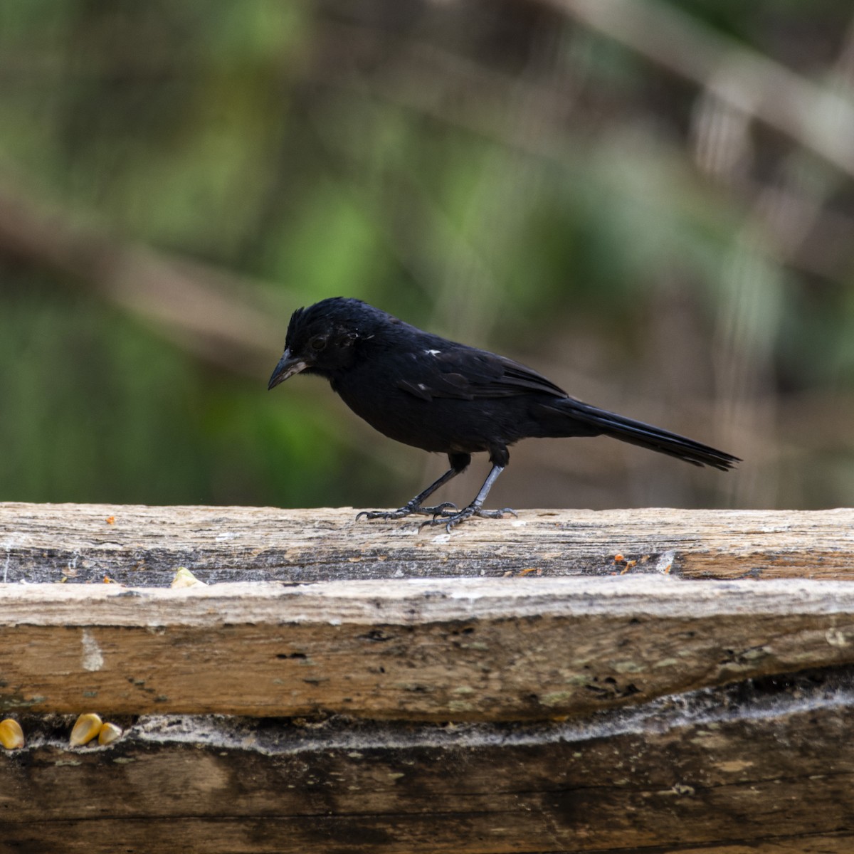 Tangara Negra - ML628527393