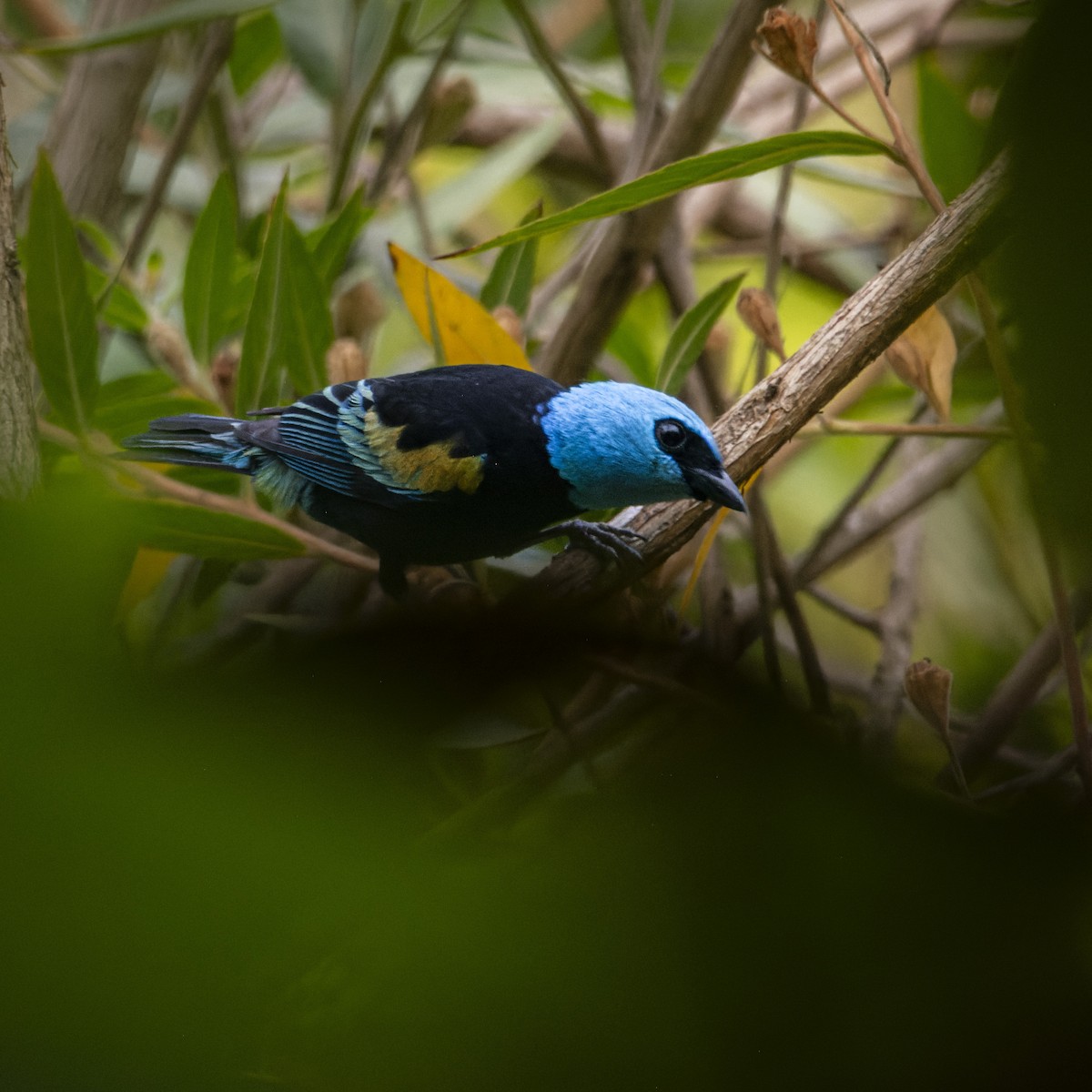 Tangara Cabeciazul - ML628527405