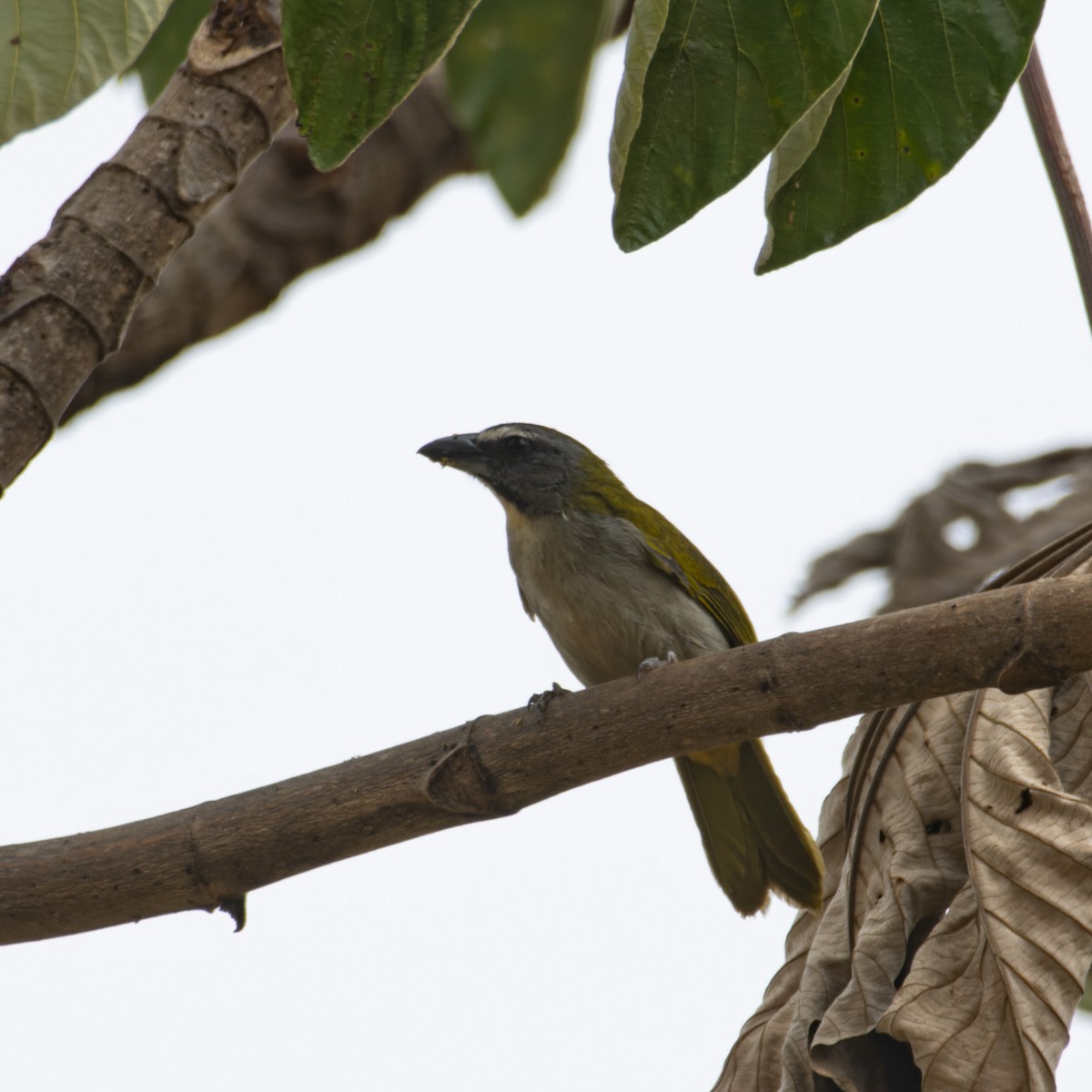 Pepitero Gorjicanelo - ML628527456