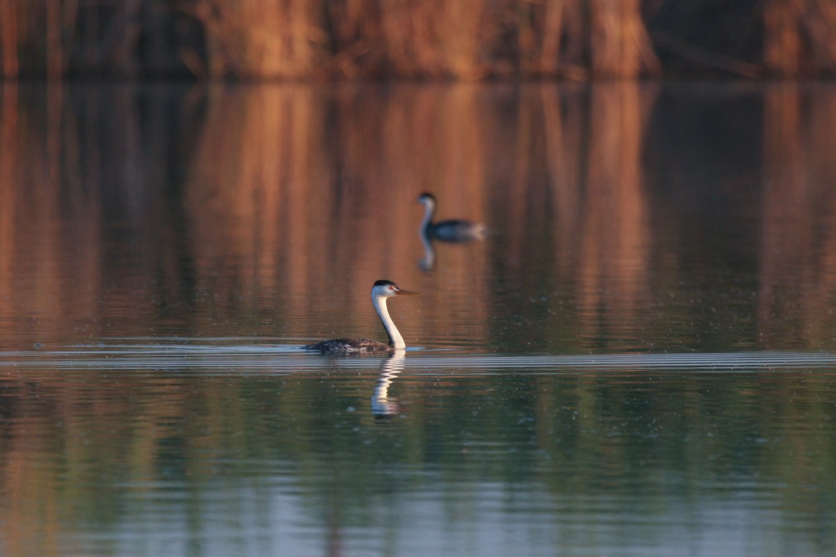 Clark's Grebe - Kristof Zyskowski