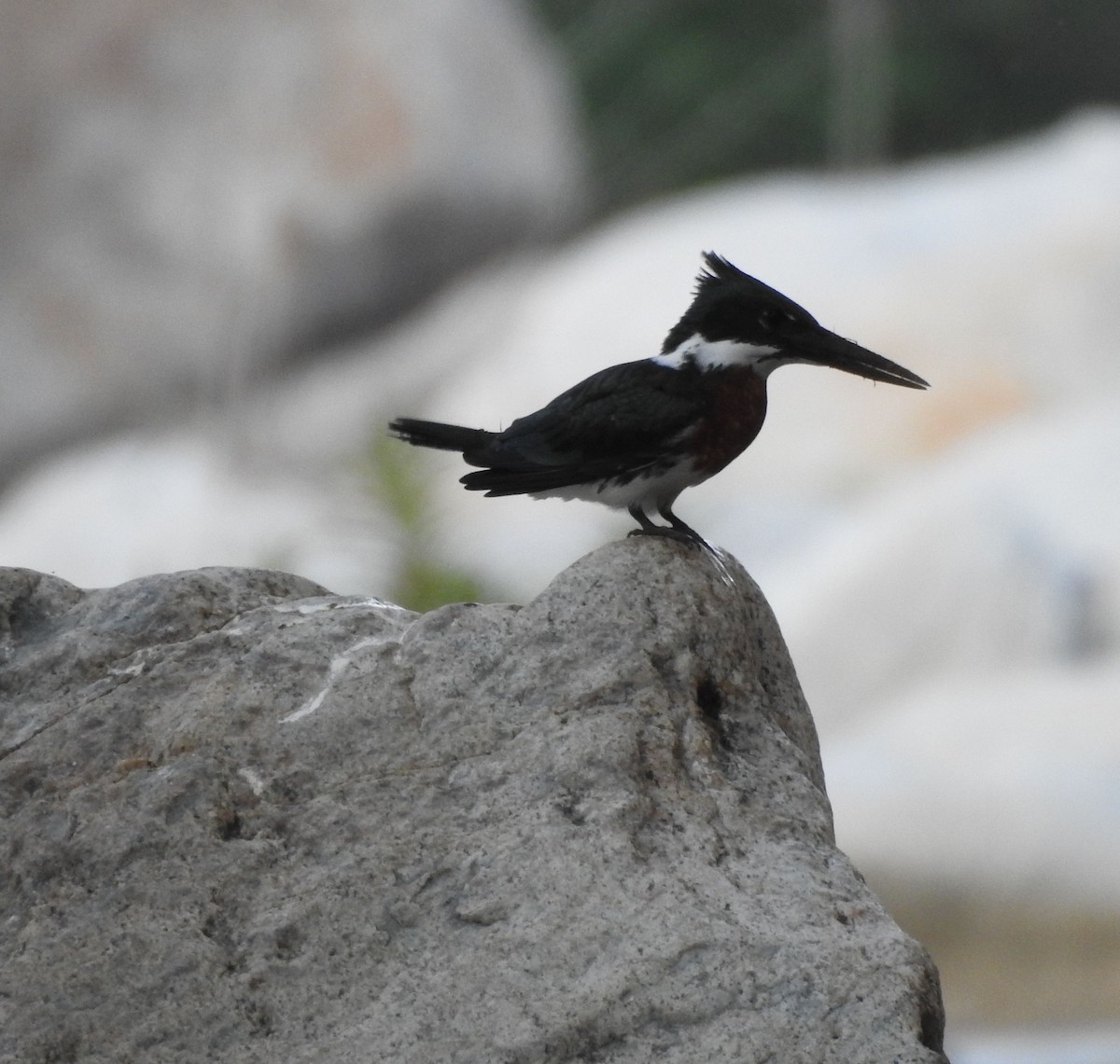 Amazon Kingfisher - ML628527680