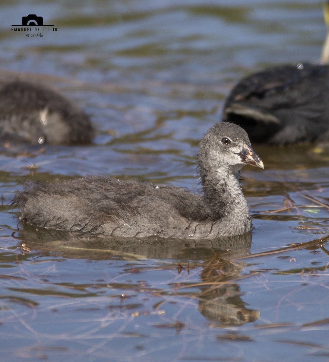 White-winged Coot - ML628527862