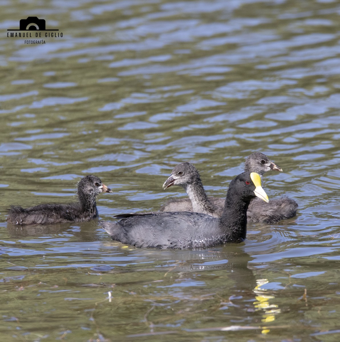 White-winged Coot - ML628527863