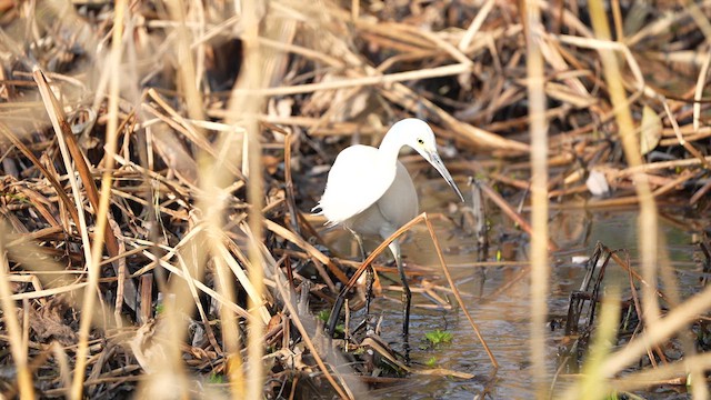 Little Egret (Western) - ML628527919