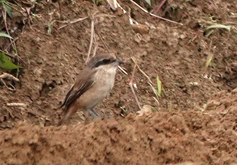 Brown Shrike (Brown) - ML628527958