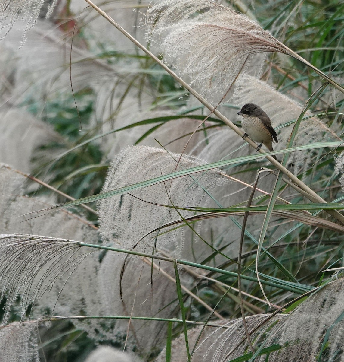 Brown Shrike (Brown) - ML628527959
