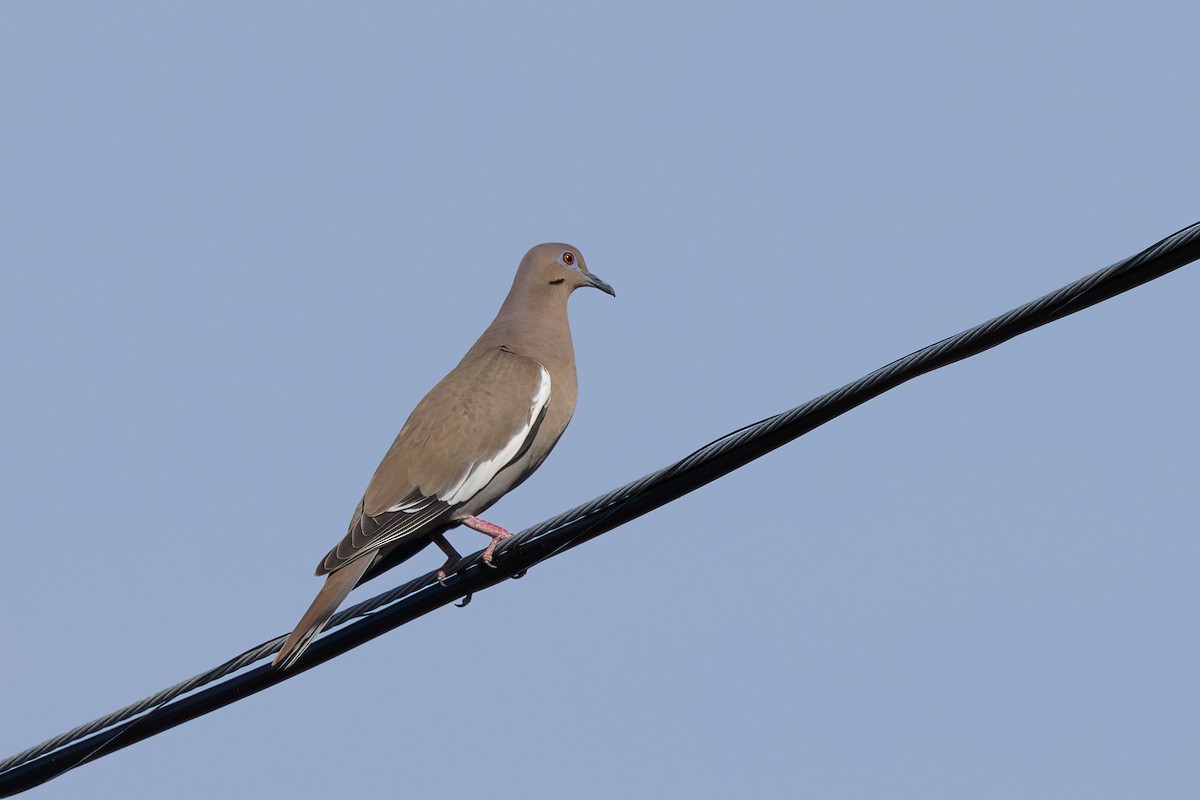 White-winged Dove - Kalpesh Krishna