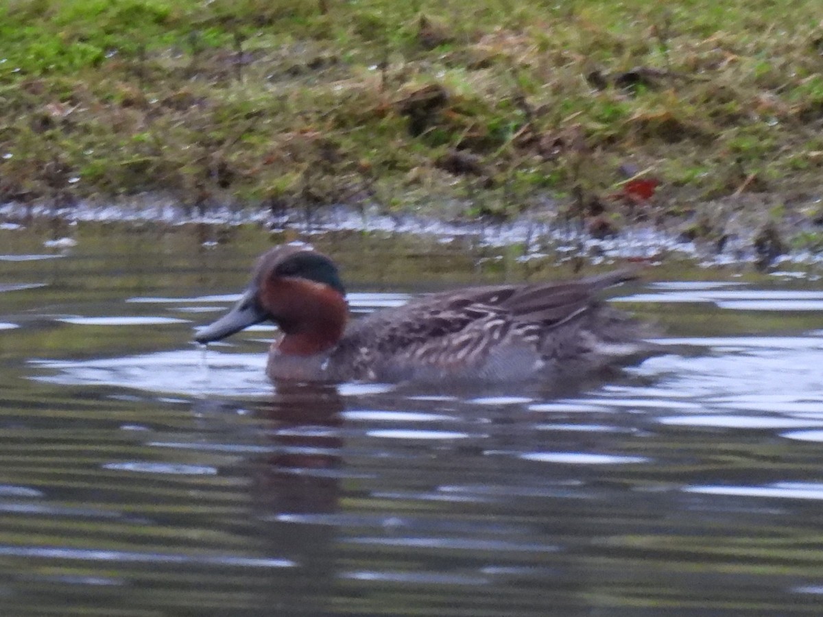 Green-winged Teal - ML628528049
