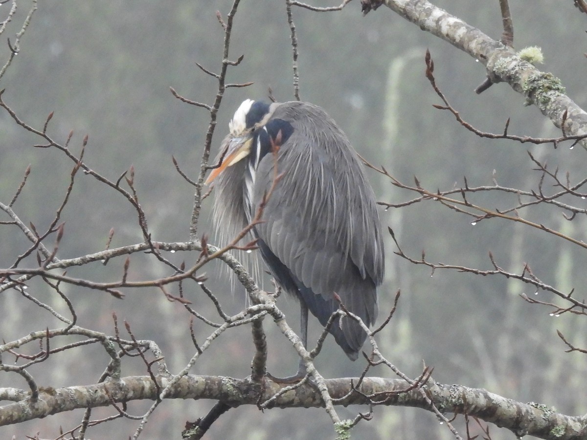 Great Blue Heron - ML628528075