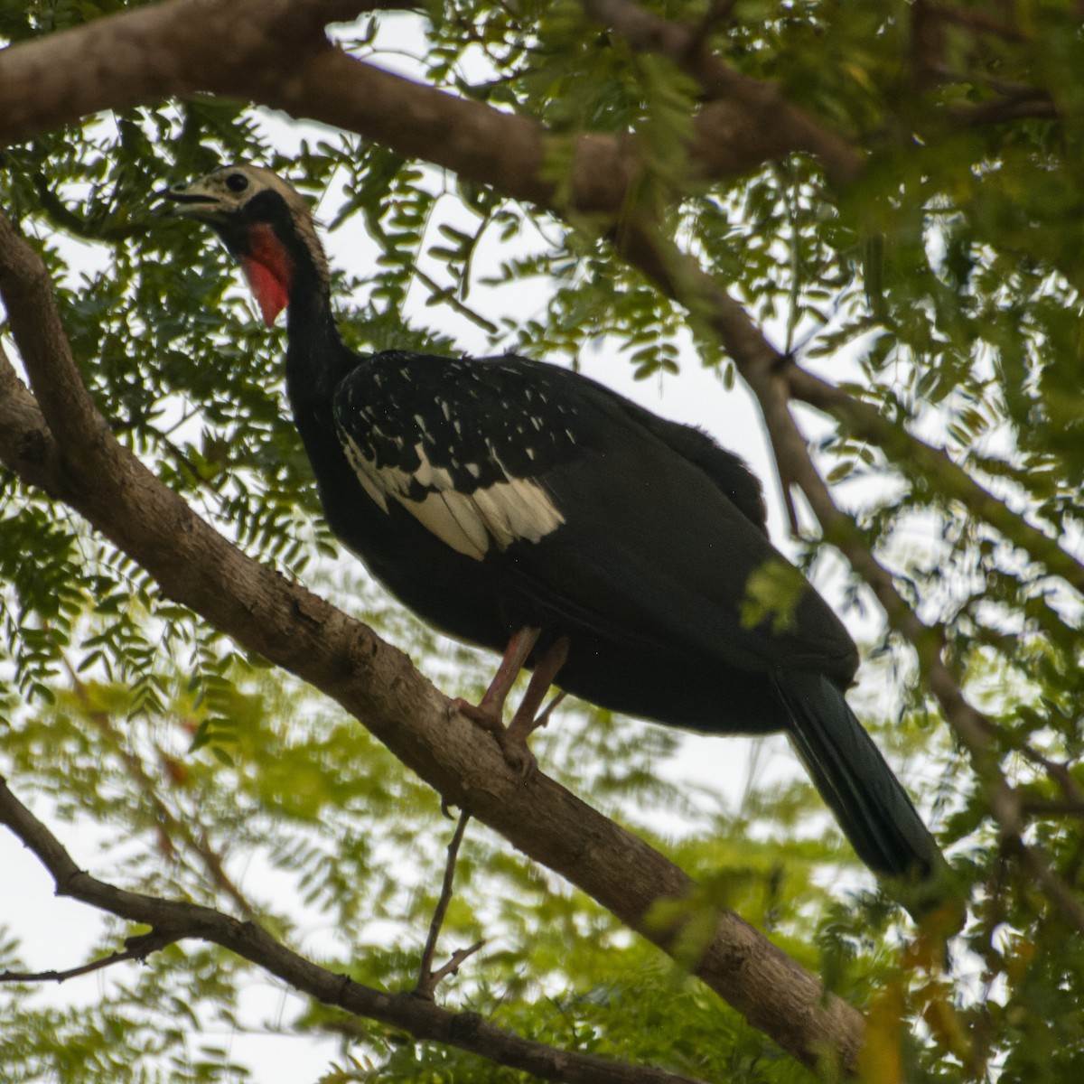 Red-throated Piping-Guan - ML628528106